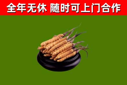 疏附县烟酒回收冬虫夏草.jpg